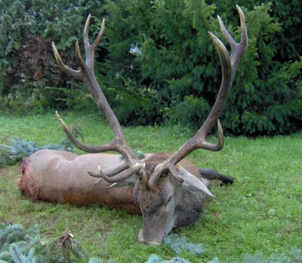 Trophy red stag hunt including 1 stag between 8 and 9 kg as well as the Hungarian hunting permit