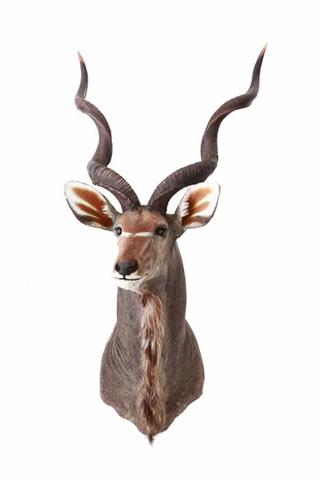 Grosser Kudu (Tragelaphus strepsiceros) Vorschlagpräparat