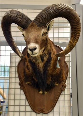 mouflon ram  (Ovis orientalis musimon)  cape mount