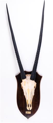 Trophäe Oryx (Nur Abholung - Kein Versand!)